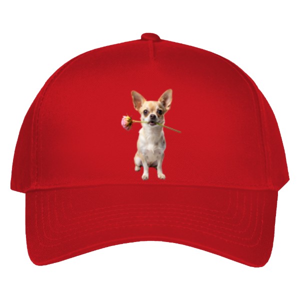 Kšiltovka s potiskem Čivava