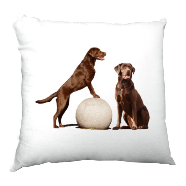 Labradorský retrívr