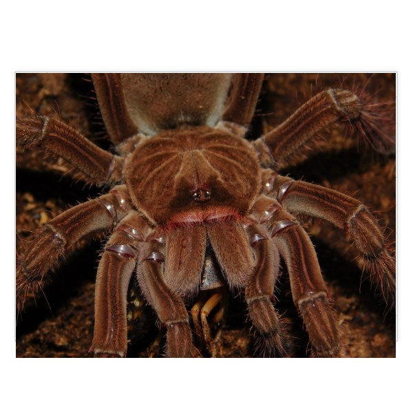 Puzzle velké s potiskem Theraphosa stirmi